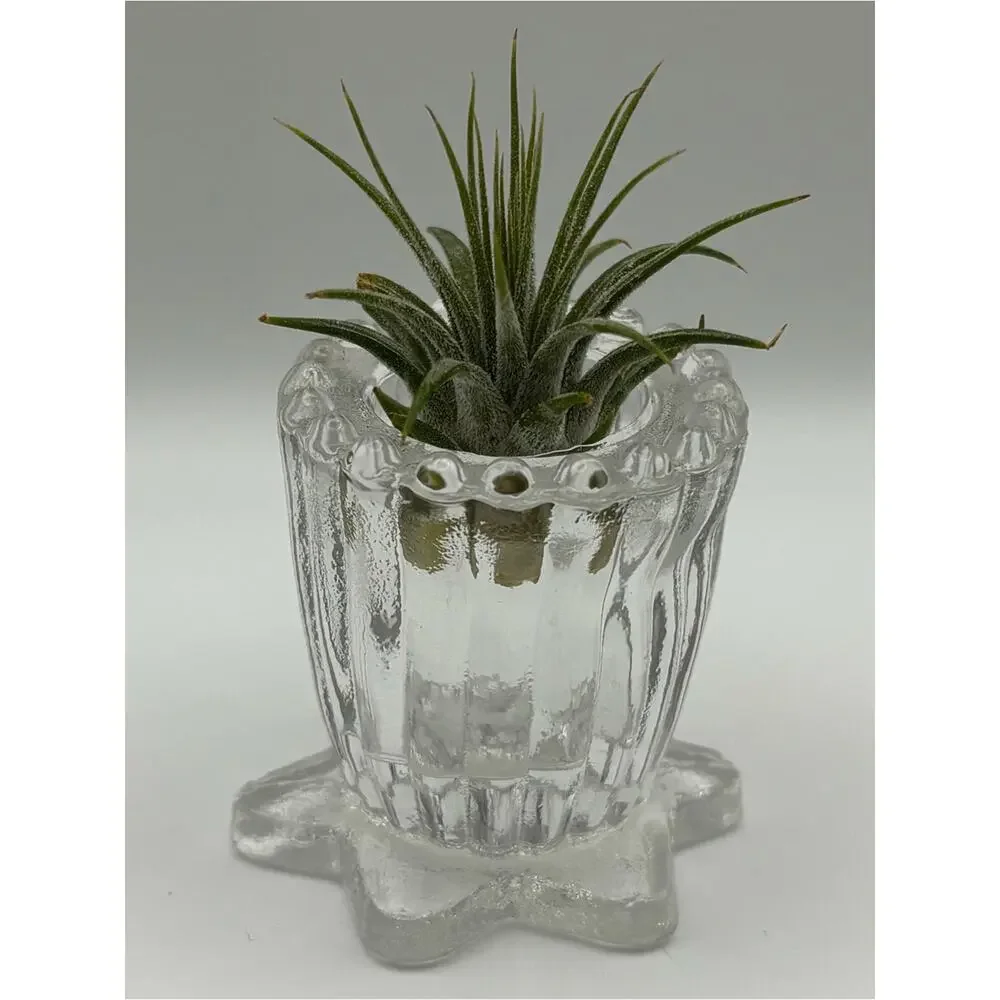 Clear Flower-Shaped Taper Candle Holder, Ribbed Candle Holder, Air Plant Holder